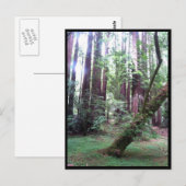 Het Bos van de Californische sequoia Briefkaart (Voorkant / Achterkant)