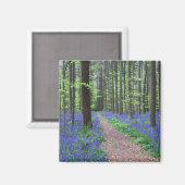 Het bos van Halle | Halle, België Magneet (Voorkant / Achterkant)