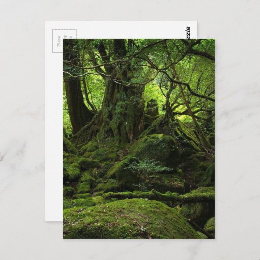 Het Bos van het oerwoud van Mos Briefkaart (Voorkant / Achterkant)