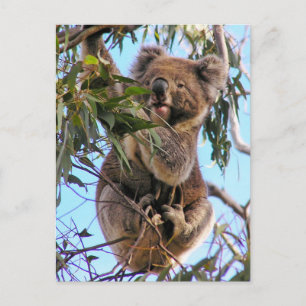 Het Briefkaart Australië van de koala