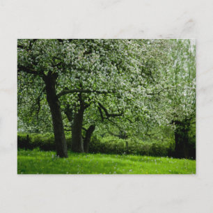 Het Briefkaart Orchard