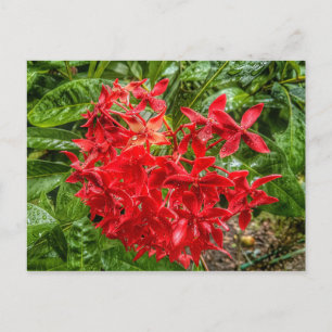 het Briefkaart Pentas