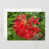 het Briefkaart Pentas (Voorkant / Achterkant)