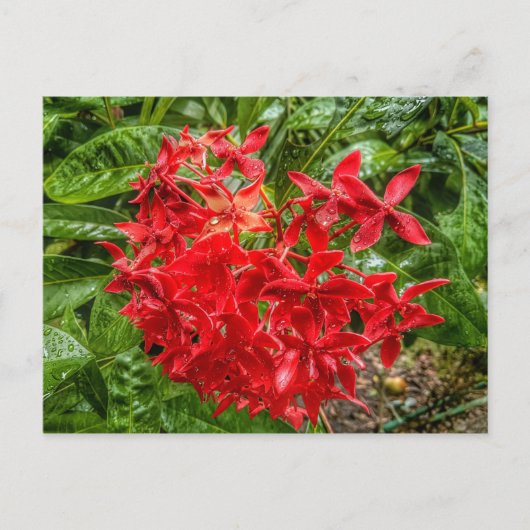 het Briefkaart Pentas (Voorkant)