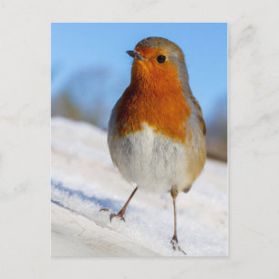 Het briefkaart Robin bevond zich op sneeuwKerstmis