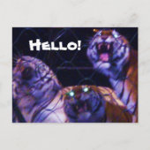 HET briefkaart TIGERS (Voorkant)