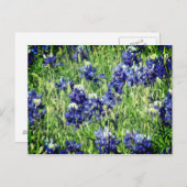 Het briefkaart van Bluebonnet (Voorkant / Achterkant)