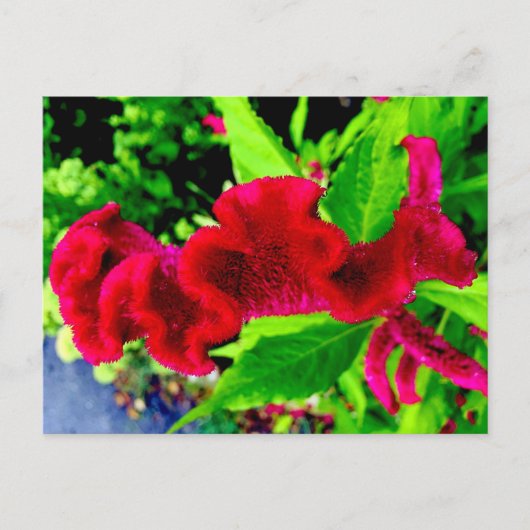 Het Briefkaart van Celosia Cristata van de Hanekam (Voorkant)