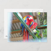 Het Briefkaart van de ara (Voorkant / Achterkant)