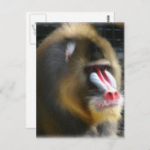Het Briefkaart van de baviaan (Voorkant / Achterkant)
