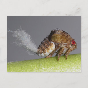 Het briefkaart van de boomhopper nymph.