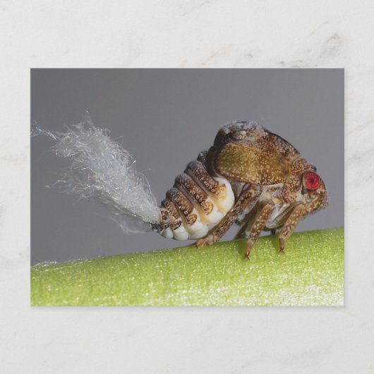 Het briefkaart van de boomhopper nymph. (Voorkant)