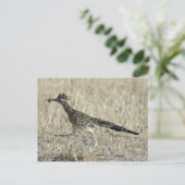 Het Briefkaart van de Foto van Roadrunner (Staand voorkant)