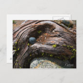 Het Briefkaart van de Foto van stromen (Voorkant / Achterkant)