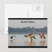 Het Briefkaart van de Ganzen van Canada tijdens de (Voorkant / Achterkant)