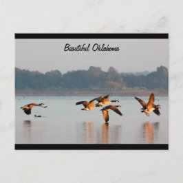 Het Briefkaart van de Ganzen van Canada tijdens de