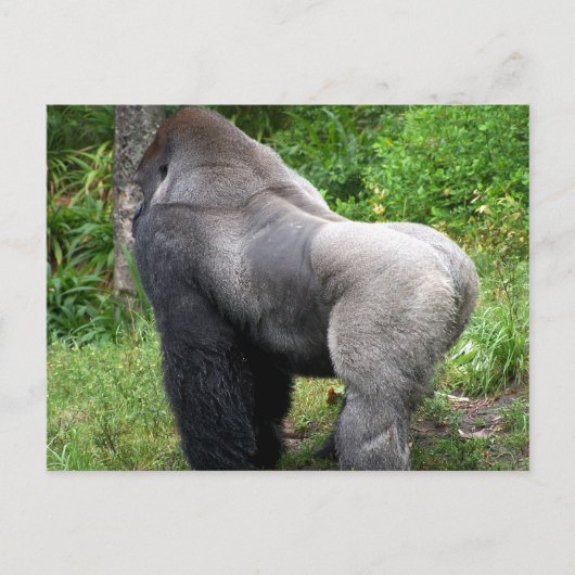 Het Briefkaart van de Gorilla van Silverback (Voorkant)