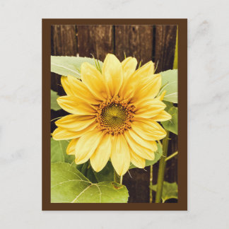 Het Briefkaart van de gouden zonnebloem