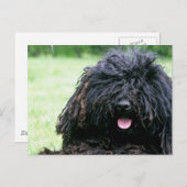 Het Briefkaart van de Hond van Puli (Voorkant / Achterkant)