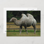 Het briefkaart van de kameel (Voorkant / Achterkant)