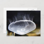 Het Briefkaart van de Kwallen van de maan (Voorkant / Achterkant)