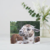 Het Briefkaart van de lama (Staand voorkant)