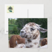 Het Briefkaart van de lama (Voorkant / Achterkant)
