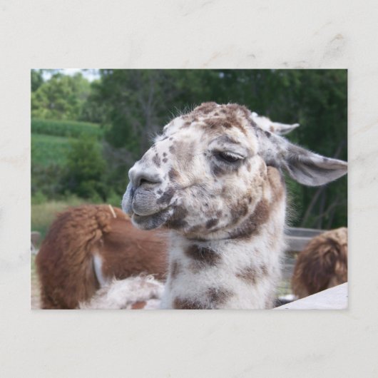 Het Briefkaart van de lama (Voorkant)