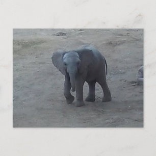 Het Briefkaart van de Olifant van het baby - door