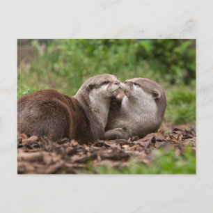 Het Briefkaart van de otter