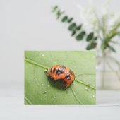 Het briefkaart van de Poppen ~ van het (Staand voorkant)