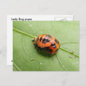 Het briefkaart van de Poppen ~ van het (Voorkant / Achterkant)