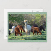 Het Briefkaart van de Schoonheid van de Ar van de (Voorkant / Achterkant)