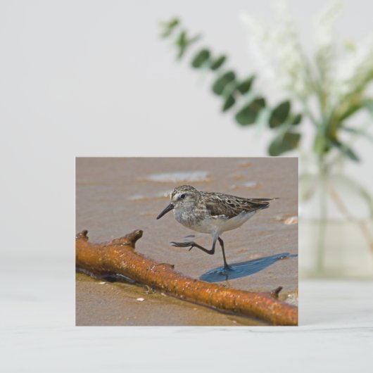 Het Briefkaart van de strandloper (Staand voorkant)