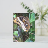 Het briefkaart van de vlinder (Staand voorkant)