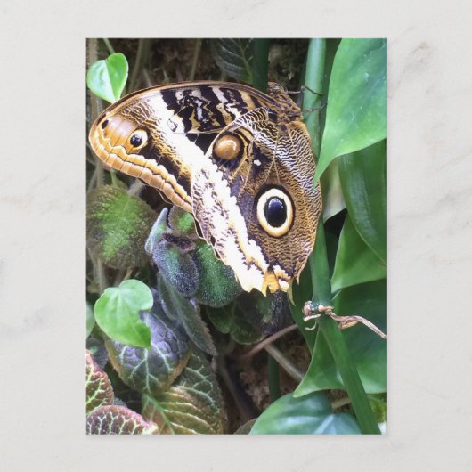 Het briefkaart van de vlinder (Voorkant)