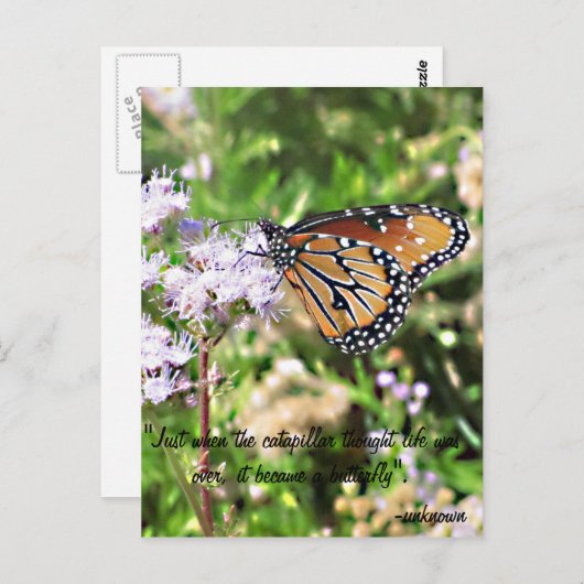 Het Briefkaart van de Vlinder van de monarch (Voorkant / Achterkant)