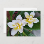 Het Briefkaart van Frangipani - de Roes van Bali (Voorkant / Achterkant)