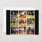 Het Briefkaart van het paard (Voorkant / Achterkant)