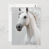 Het Briefkaart van het paard (Voorkant / Achterkant)