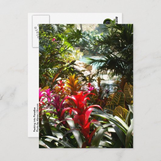 Het Briefkaart van het paradijs (Voorkant / Achterkant)