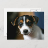 Het Briefkaart van het puppy - Hefboom Russell (Voorkant / Achterkant)