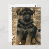 Het Briefkaart van het Puppy van de herder (Voorkant / Achterkant)