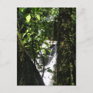 Het Briefkaart van het regenwoud & van de Waterval