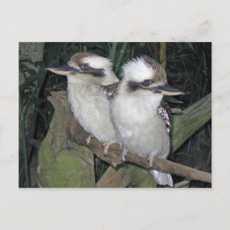 Het briefkaart van kookaburra's
