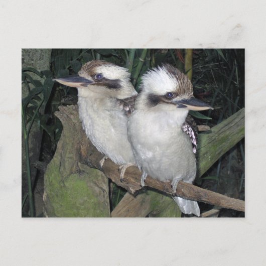 Het briefkaart van kookaburra's (Voorkant)