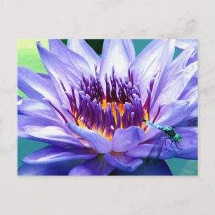 Het Briefkaart van Lilly