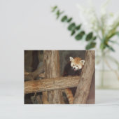 Het Briefkaart van Panda beklimmen (Staand voorkant)