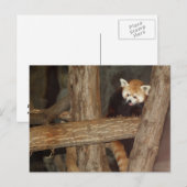 Het Briefkaart van Panda beklimmen (Voorkant / Achterkant)