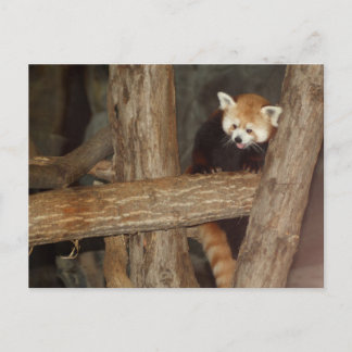 Het Briefkaart van Panda beklimmen